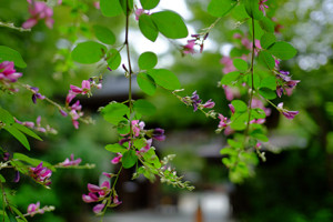 京都御苑周辺 萩の名所　散策撮影会（9月20日） @ 京都市 | 京都府 | 日本