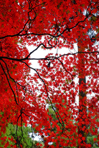紅葉真っ盛り古都（嵐山方面） 散策撮影会（11月24日） @ 京都市 | 京都府 | 日本
