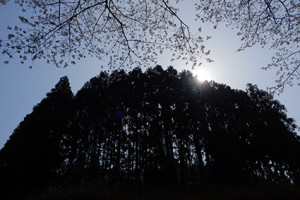 周山街道を行く　桜の山里 散策撮影会（4月9日） @ 京都市 | 京都府 | 日本