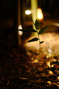 嵐電沿線スナップと嵐山花灯路 散策撮影会（１２月１６日） @ 京都市 | 京都府 | 日本