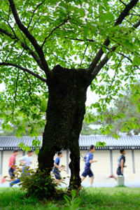 2024年5月　新緑の京都御苑周辺 散策 撮影会　京都　5月28日 @ 京都市 | 京都府 | 日本