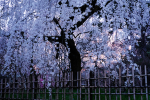 京都御苑のしだれ桜とその周辺散策撮影会（3月28日） @ 京都市 | 京都府 | 日本