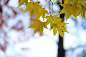紅葉鮮やかな嵐山周辺散策撮影会（11月26日） @ 京都市 | 京都府 | 日本