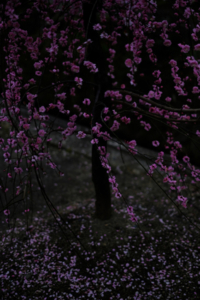 2024年3月　春だ！京都だ！　春探し 哲学の道 周辺 散策 撮影会　京都　3月11日 @ 京都市 | 京都府 | 日本