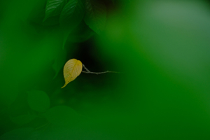 ゆったり5名　蓮の法金剛院から緑の京都御苑へ 散策撮影会　7月12日　京都 @ 京都市 | 京都府 | 日本