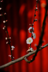 2022 冬の 等持院 から 梅の 北野天満宮 へ 散策 撮影会　2月23日　京都 @ 京都市 | 京都府 | 日本