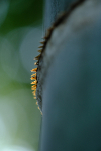 2026年3月　春探し　圓光寺　 撮影会　京都　3月4日 @ 京都市 | 京都府 | 日本