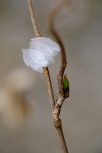 2023.3月　早咲き桜を求めて 出町柳周辺 散策撮影会　京都　3月25日 @ 京都市 | 京都府 | 日本