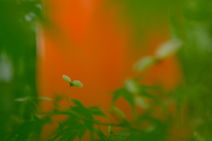 2026年5月　新緑の伏見稲荷大社へ　 撮影会　京都　5月9日 @ 京都市 | 京都府 | 日本