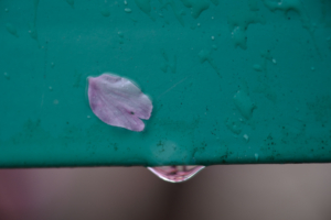 2026年3月　早咲き桜　出町柳　 周辺　 撮影会　京都　3月21日 @ 京都市 | 京都府 | 日本