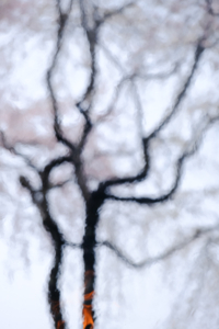 2026年4月　桜を求めて　弾丸一日ツアー　京都横断　撮影会　京都　4月2日 @ 京都市 | 京都府 | 日本