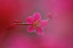 2026年3月　花マクロ シリーズ「京都府立植物園」　散策 撮影会　京都　3月1日 @ 京都市 | 京都府 | 日本