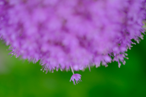 2026年5月　花マクロ シリーズ「京都府立植物園」　散策 撮影会　京都　5月31日 @ 京都市 | 京都府 | 日本